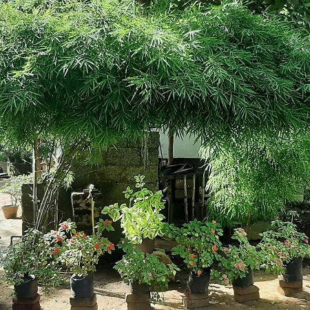 מלון אנוראדפורה Treasure House Tourist Rest מראה חיצוני תמונה