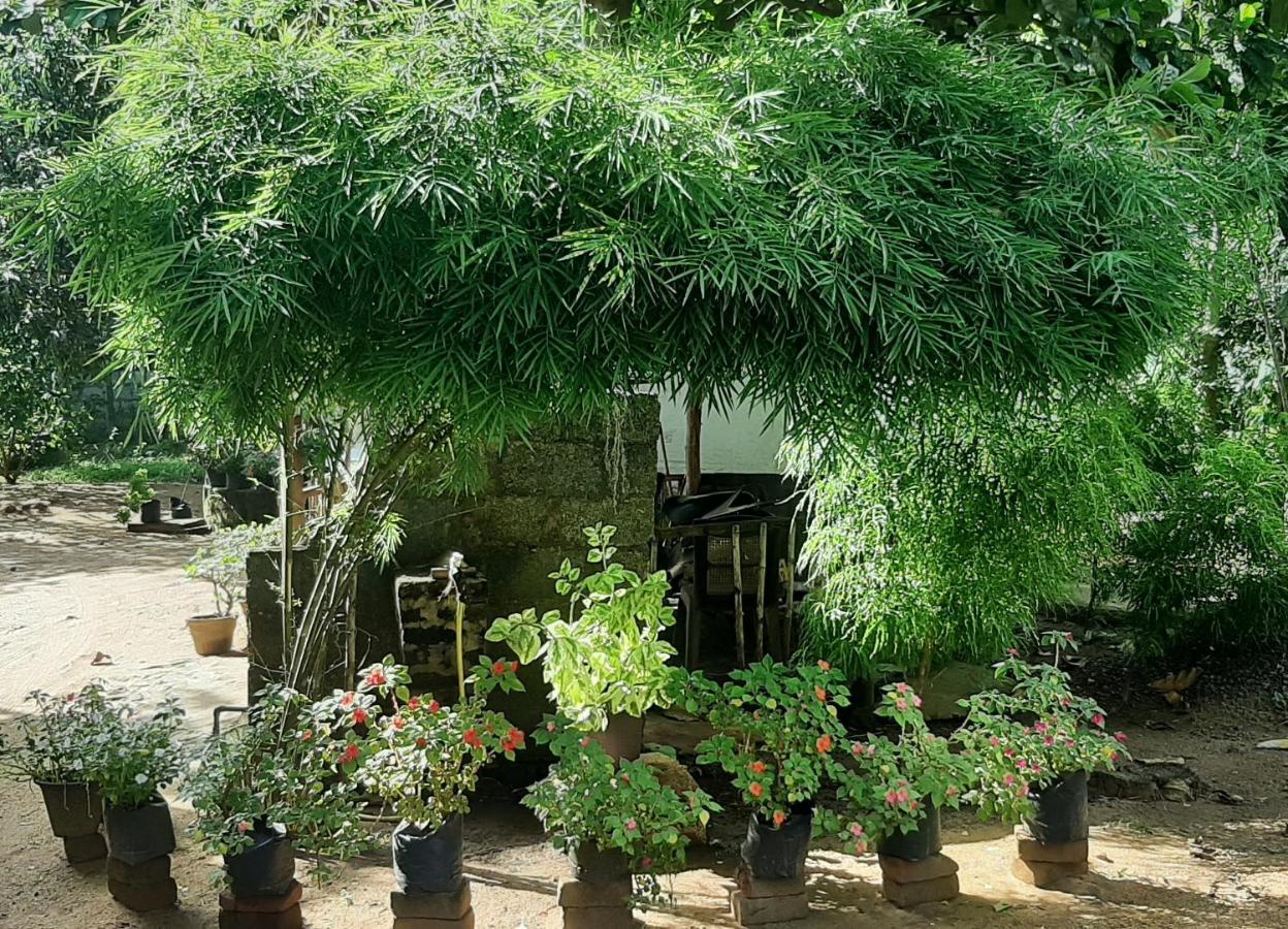 מלון אנוראדפורה Treasure House Tourist Rest מראה חיצוני תמונה